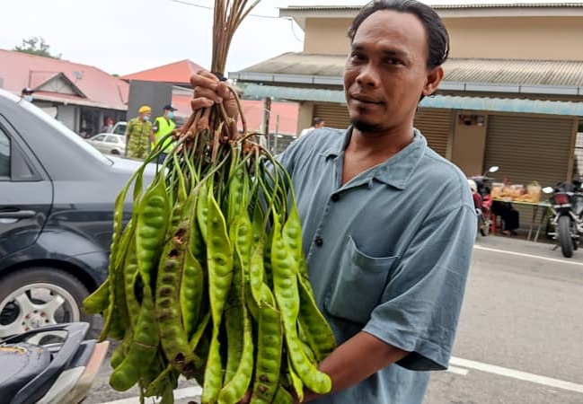 MUSIM PETAI DI SLIM RIVER