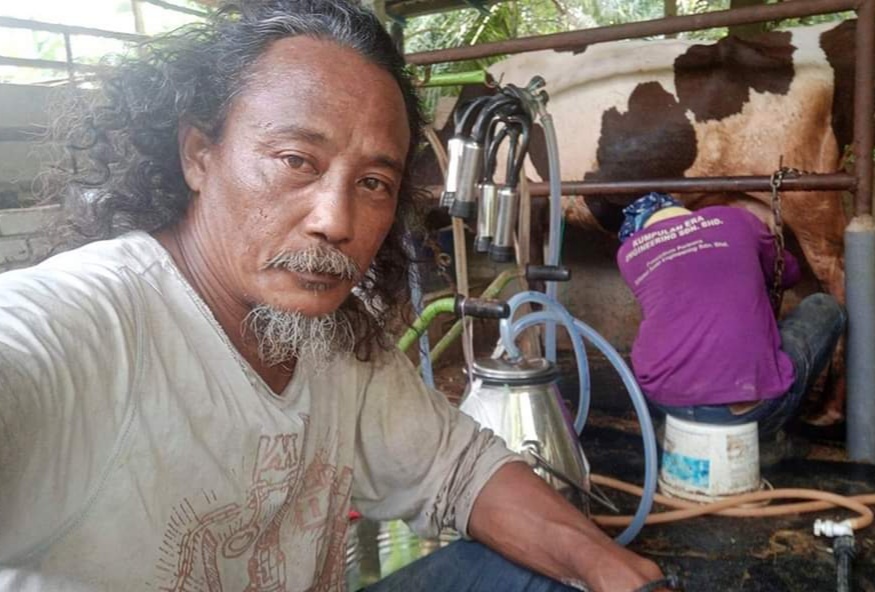 PESARA TENTERA HASILKAN 100 LITER SUSU SEGAR SEHARI