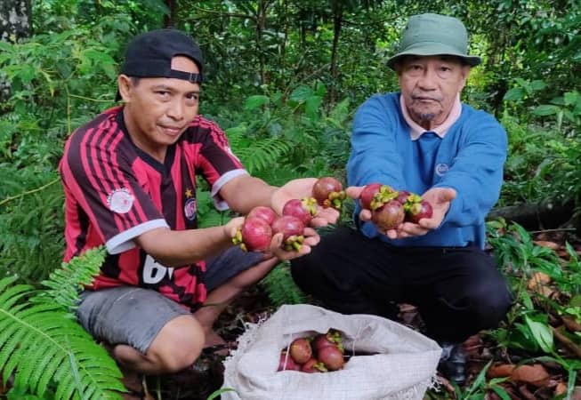 POKOK MANGGIS DI KAMPUNG MANGGIS BERUSIA 100 TAHUN